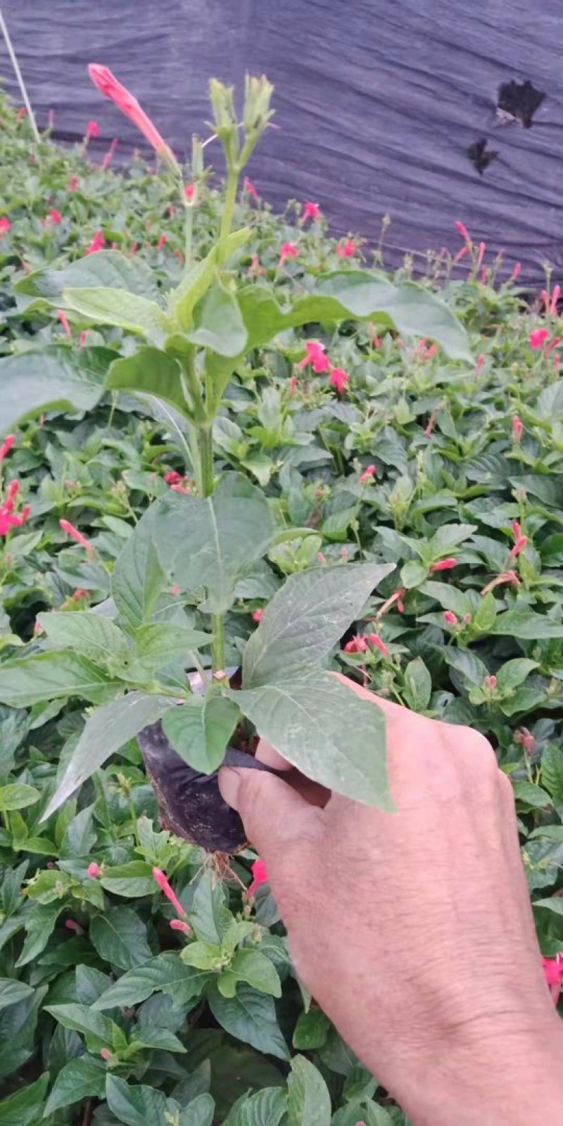 大花芦莉