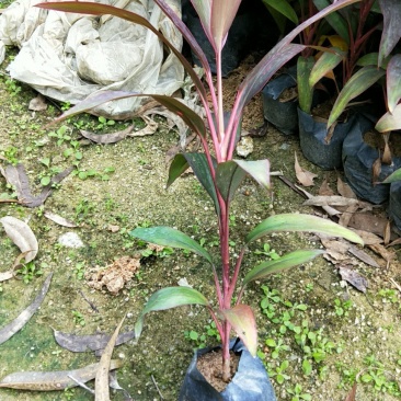 朱焦