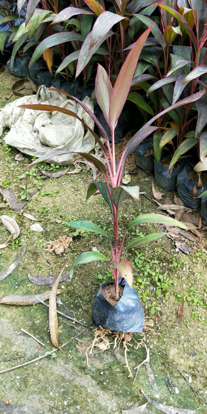 朱焦