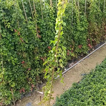 爬山虎