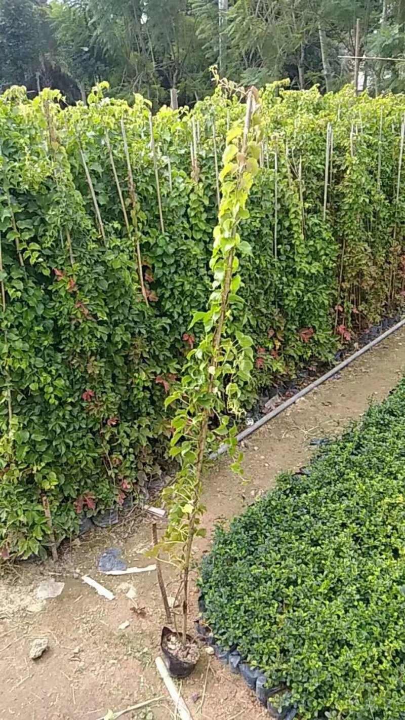爬山虎