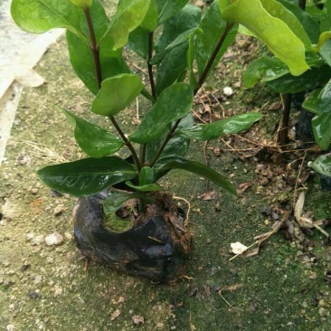 龙船花
