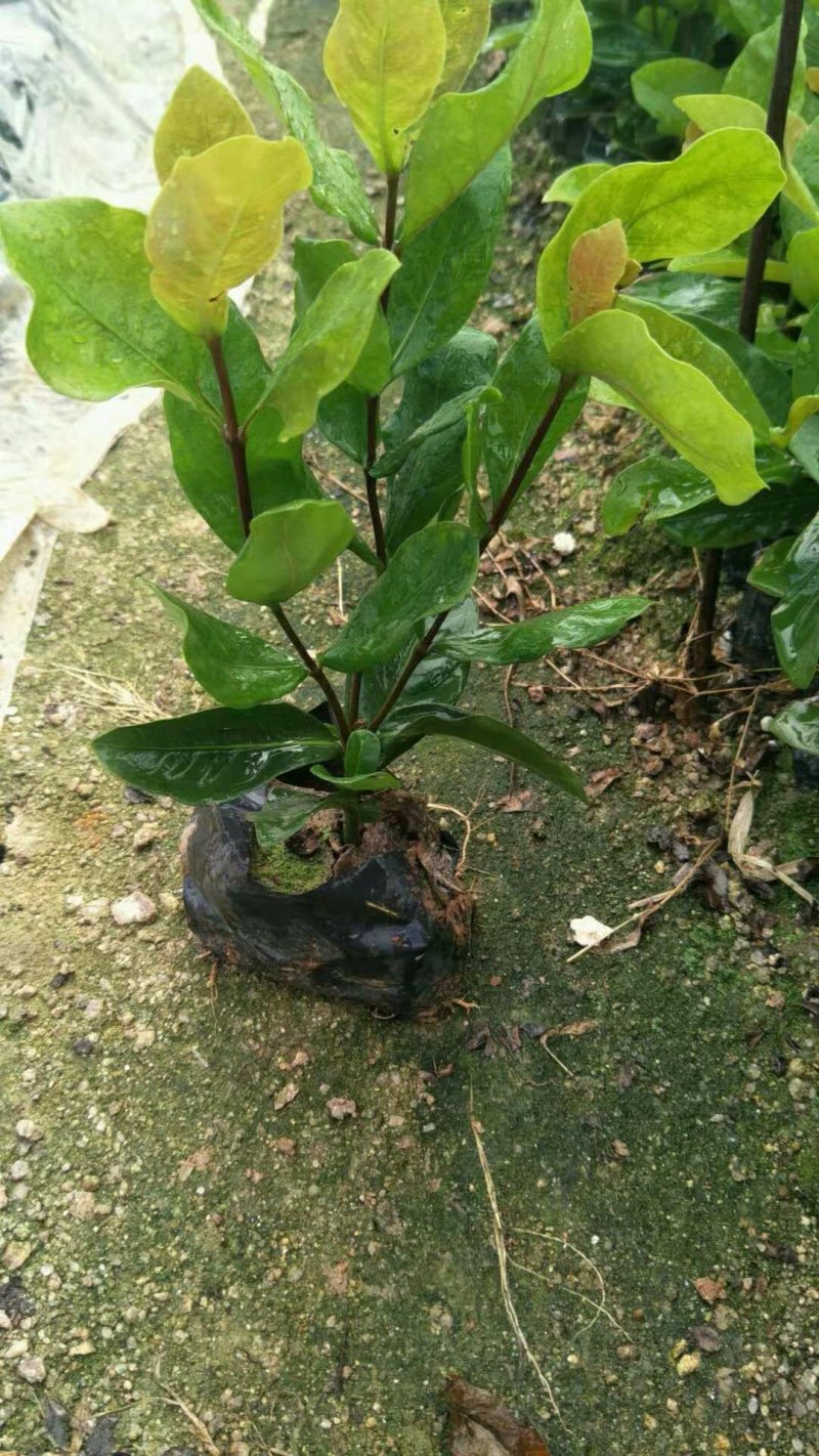 龙船花