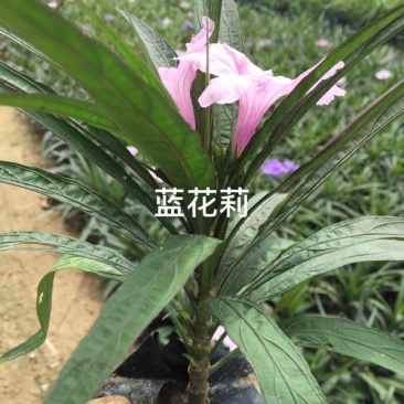 兰花莉