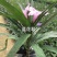 兰花莉