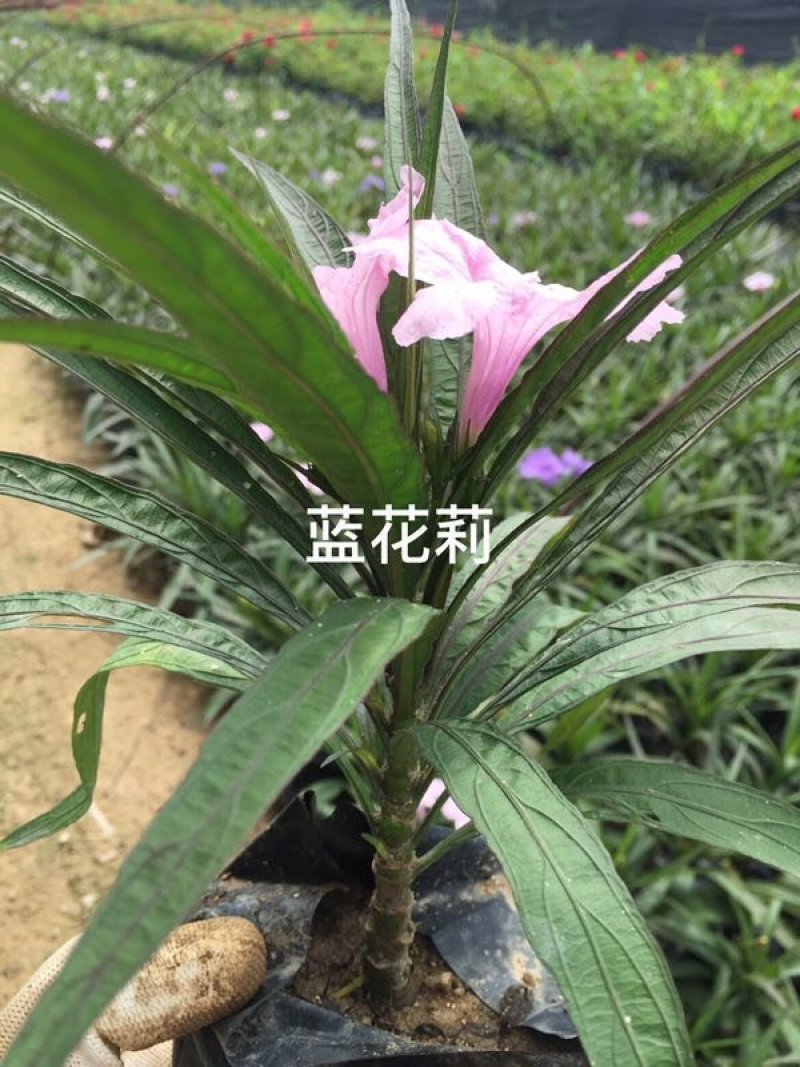 兰花莉