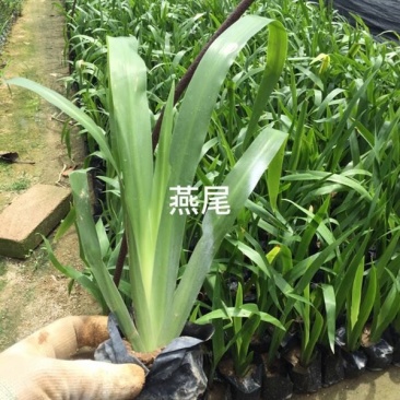 鸢尾