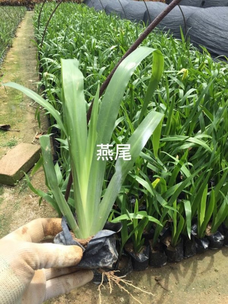 鸢尾