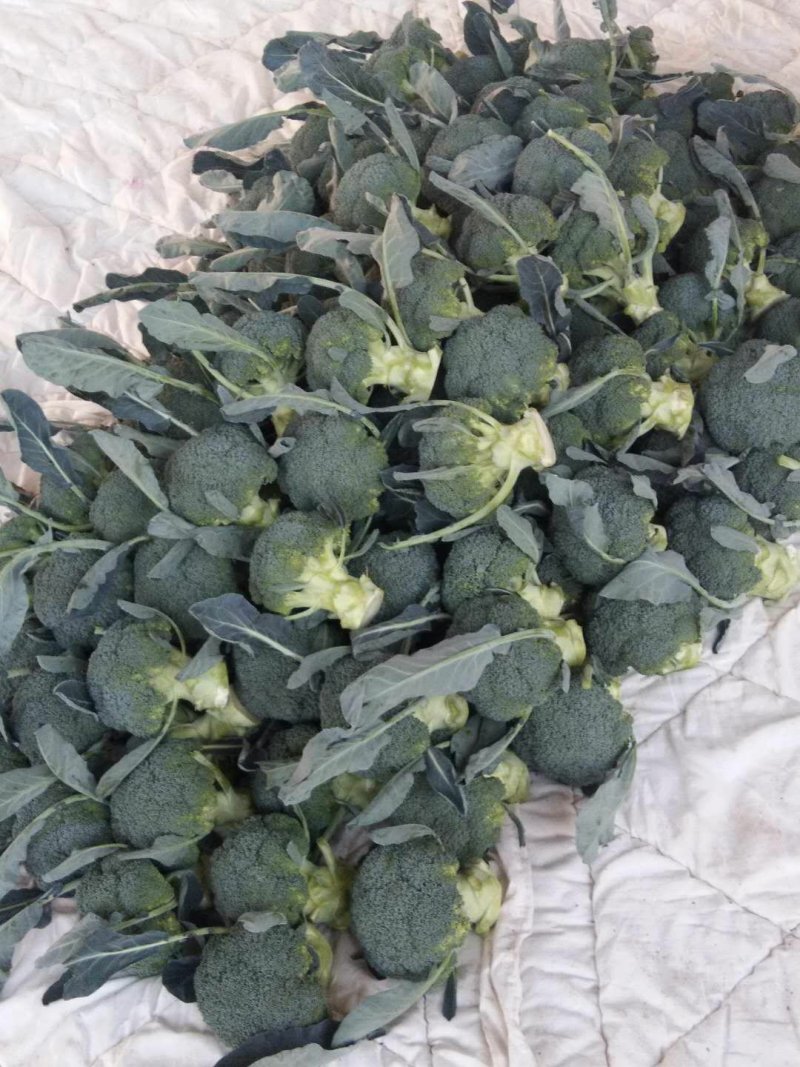 【精品】西兰花根小个匀大量上市产地直销