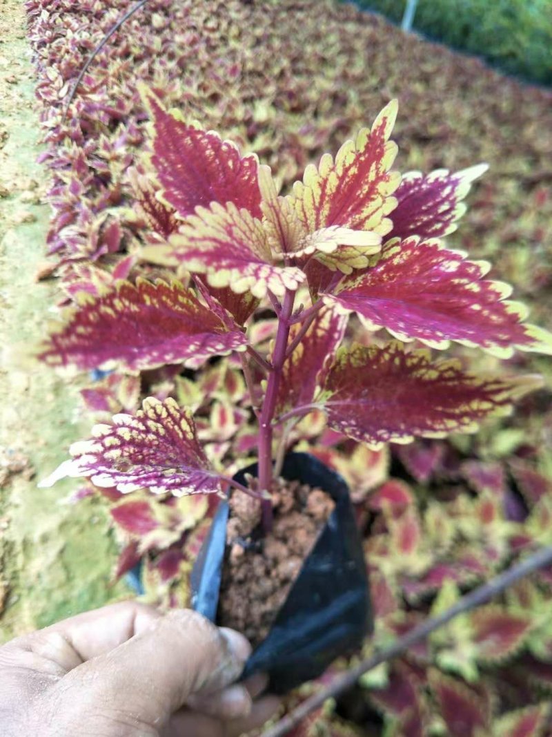 彩叶草