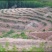 临沂蒙阴县150亩有林地转让