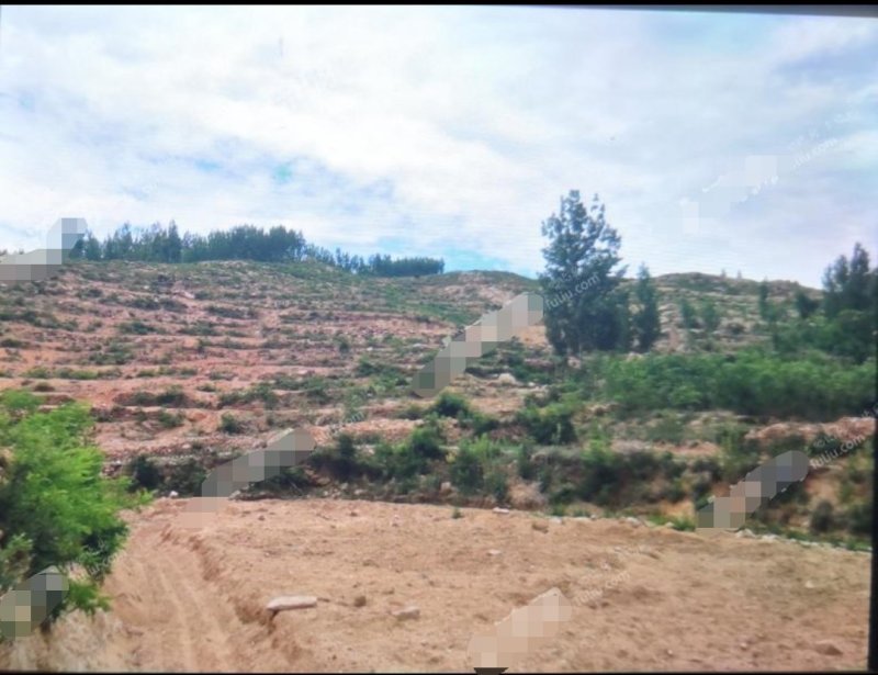 临沂蒙阴县150亩有林地转让
