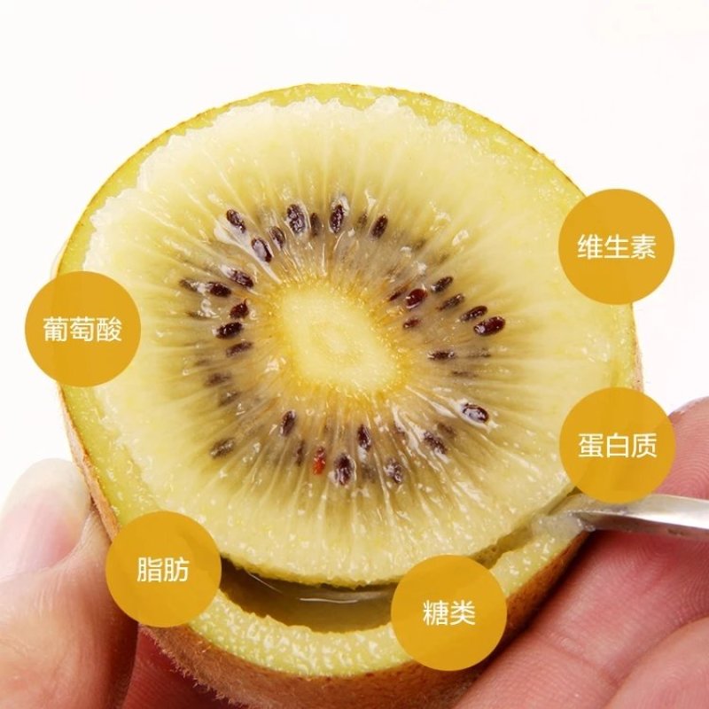 【鲜嫩多汁维C丰富】四川黄心猕猴桃5斤单果100-1