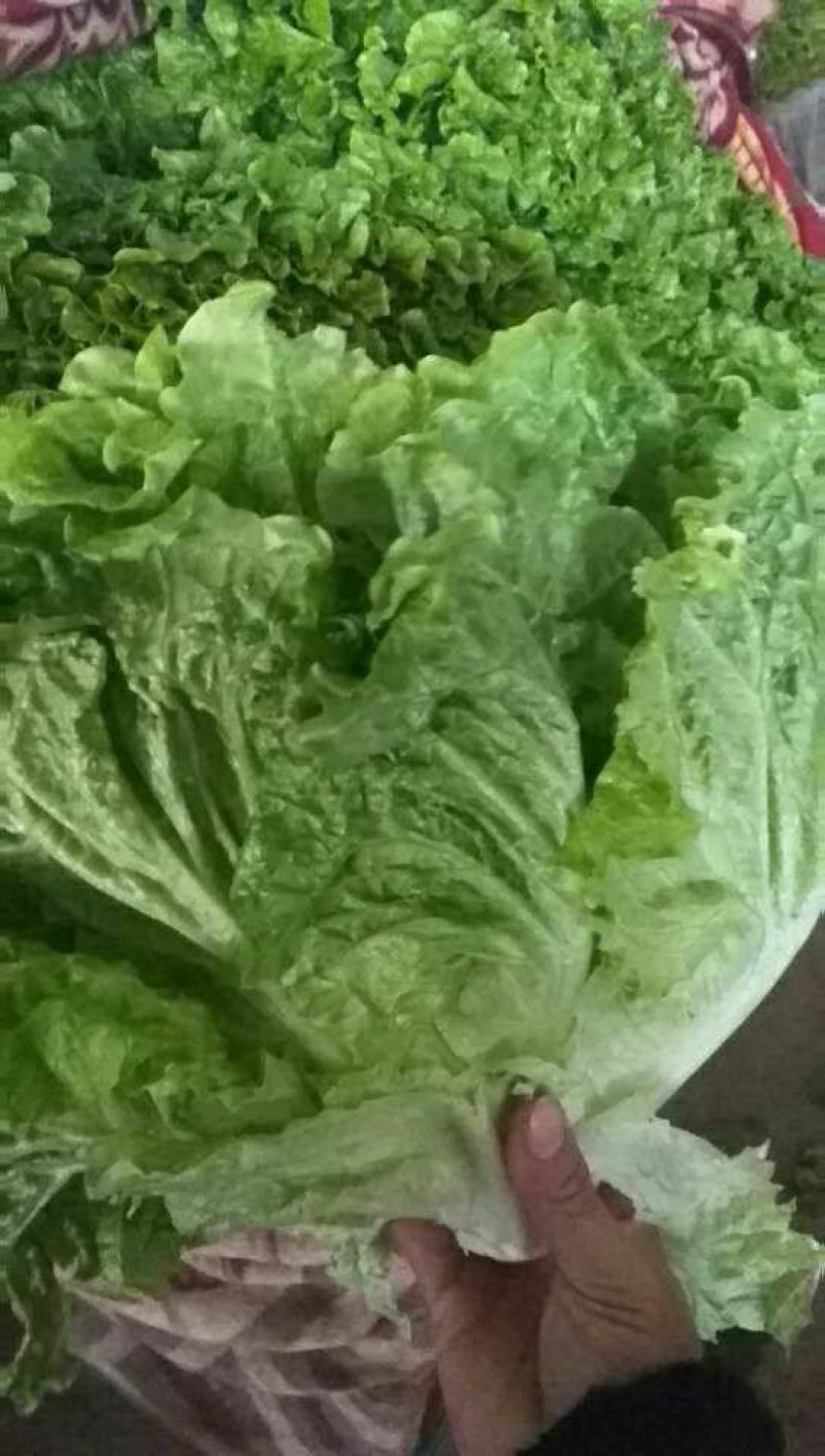 河北永年生菜（青叶黄叶）产地直销需要的老板联系了