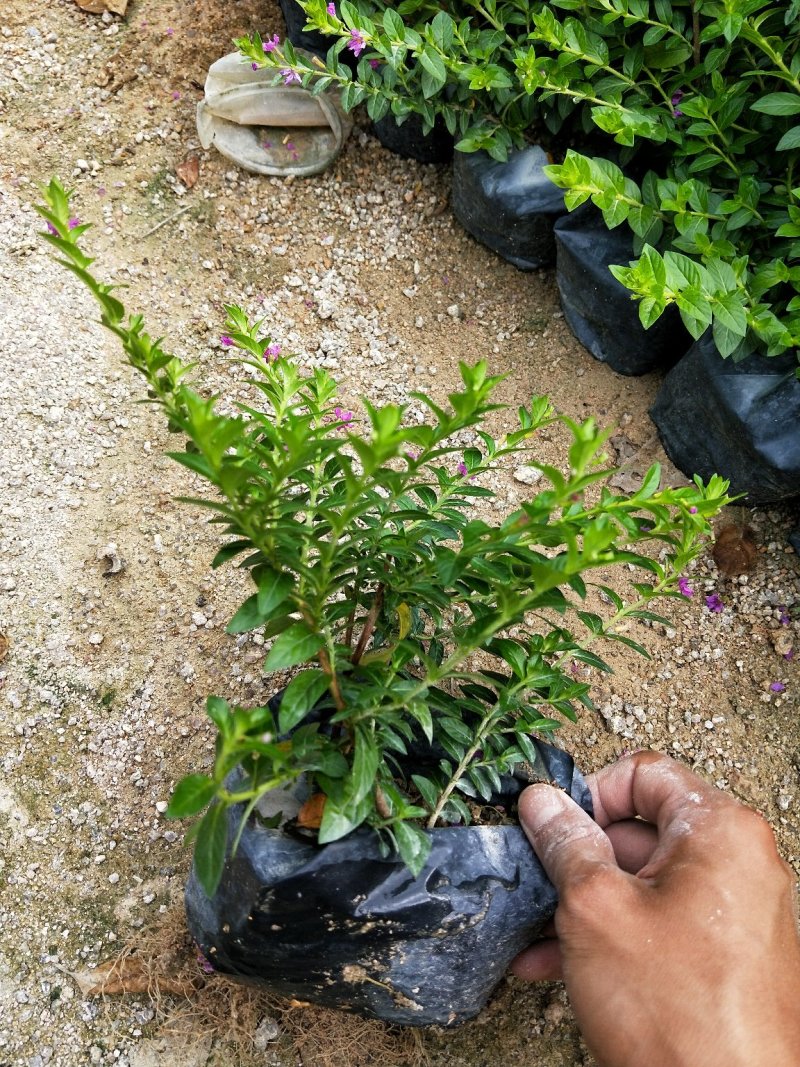 雪茄花满天星