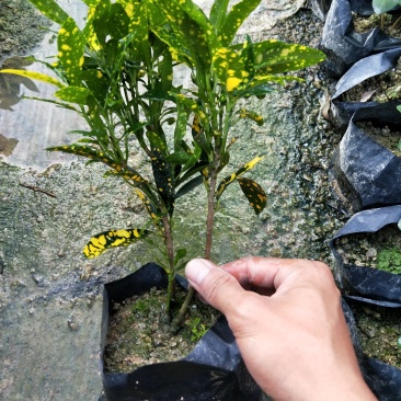 洒金珊瑚
