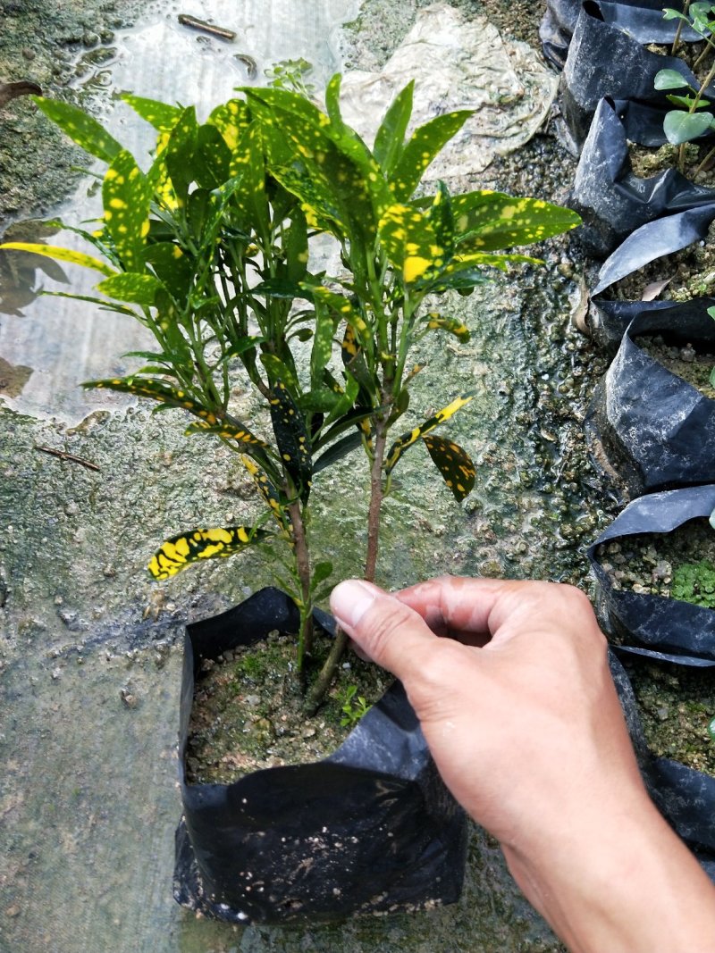 洒金珊瑚