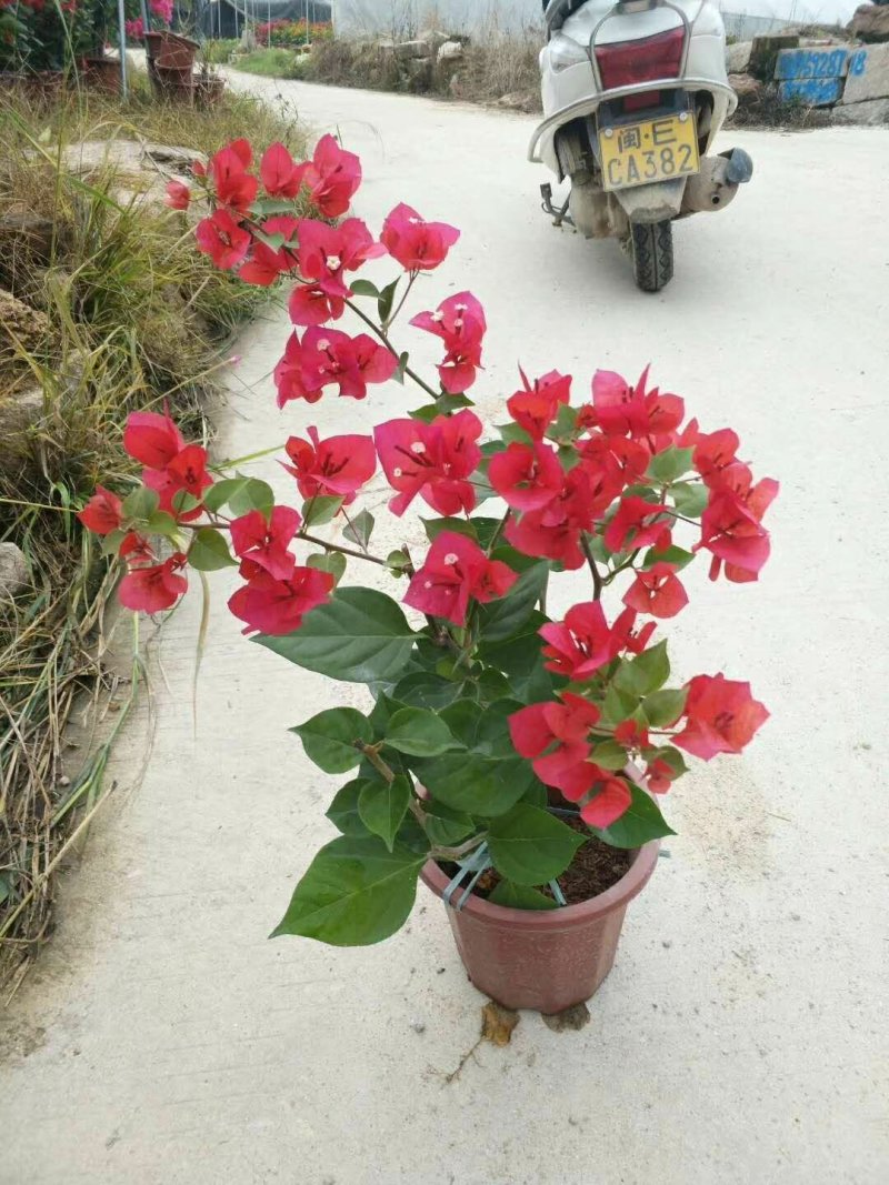 勒杜鹃三角梅