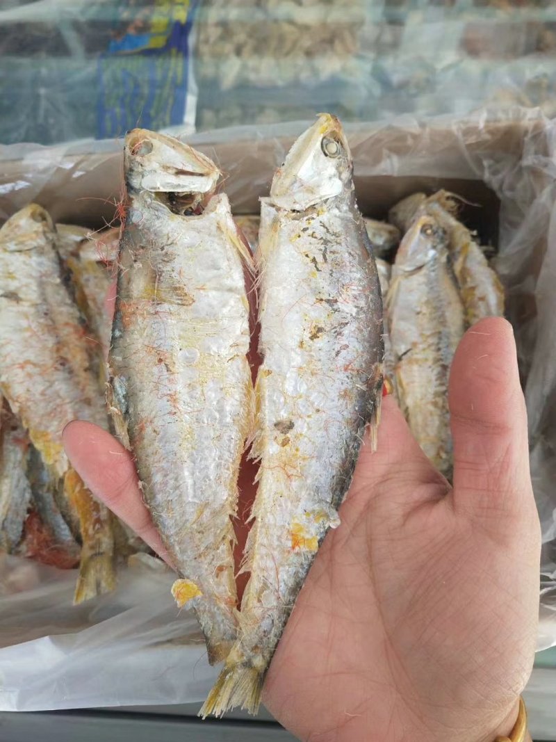 熟马口鱼