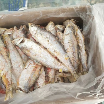 熟马口鱼