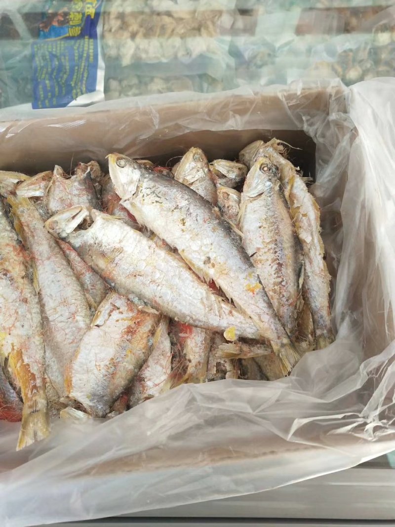 熟马口鱼