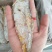 熟马口鱼