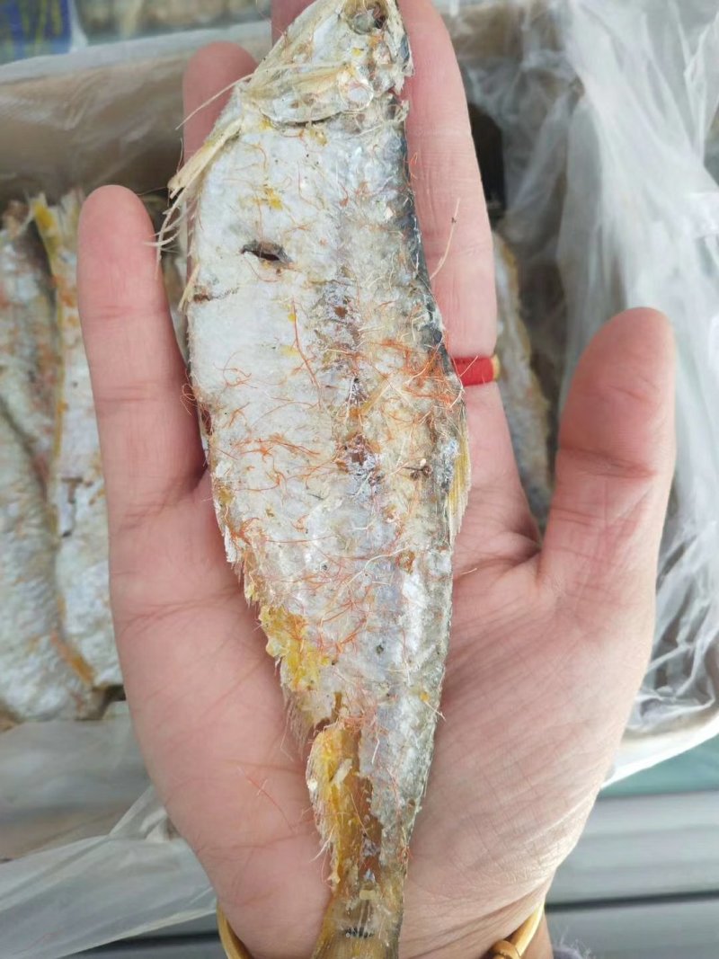 熟马口鱼