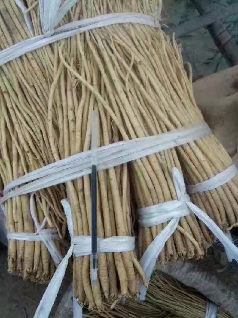 党参苗一手货源基地直发包技术包成活