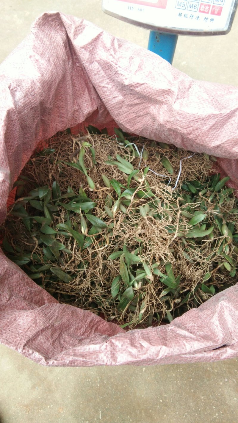 双叶中果石仙桃