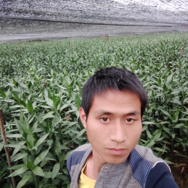 富贵竹2cm以下