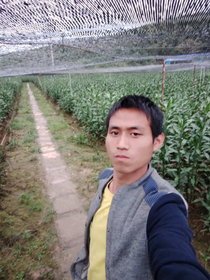 富贵竹2cm以下