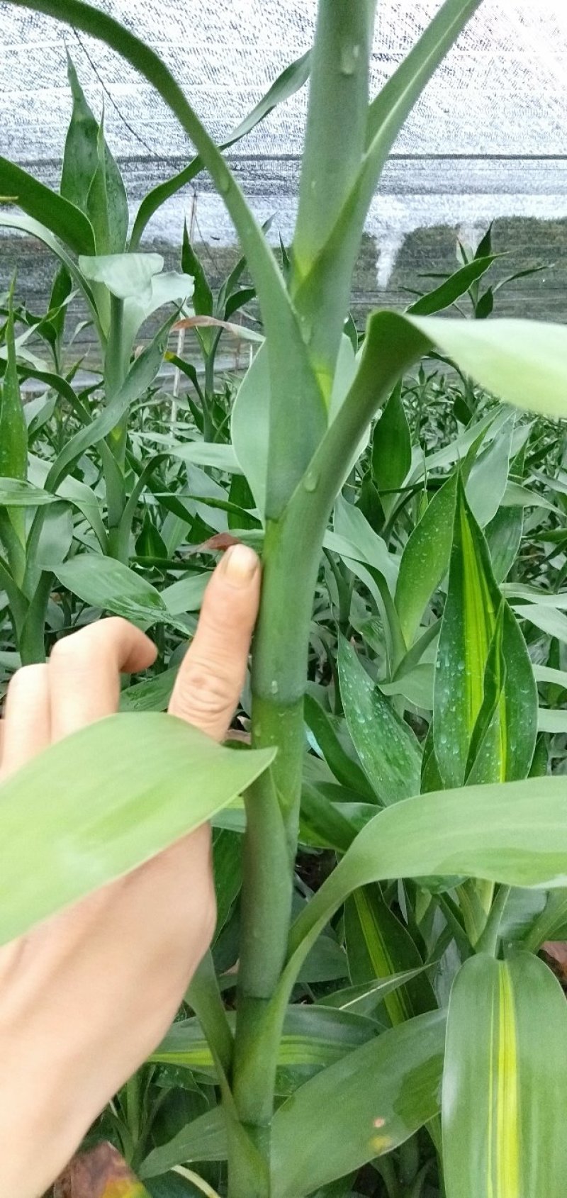 富贵竹