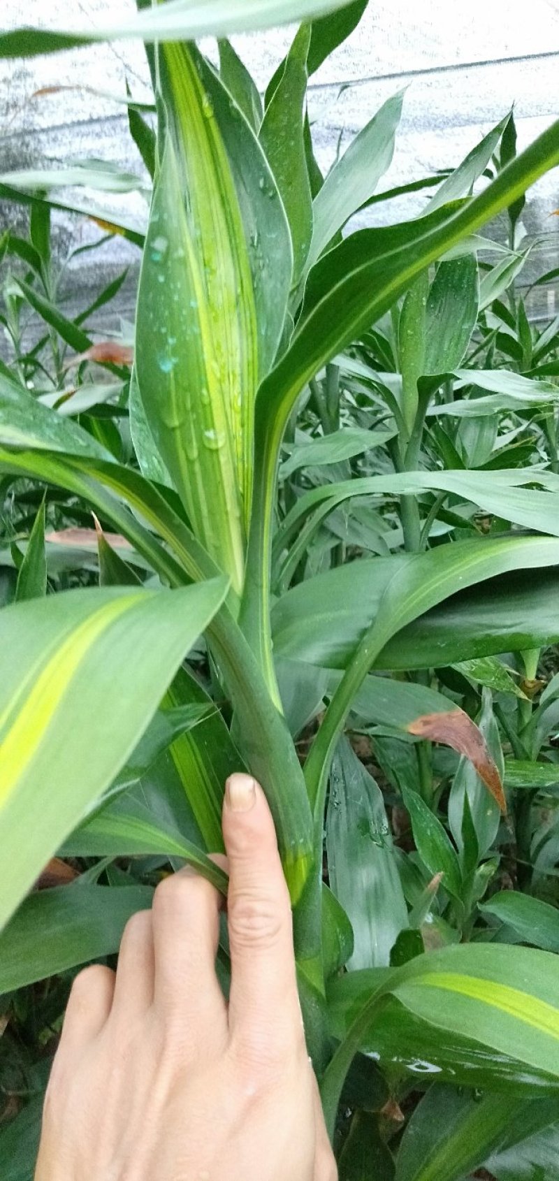 富贵竹