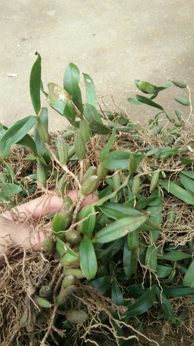 石橄榄大果石橄榄小果石橄榄中果石橄榄干货