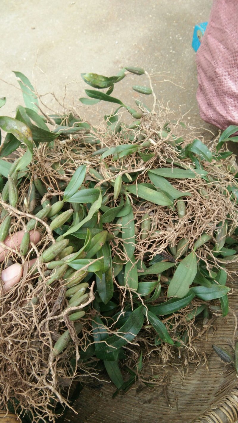 石橄榄大果石橄榄小果石橄榄中果石橄榄干货