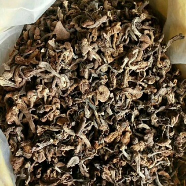 购销黑龙江产各种野生蘑菇及各种山产品有山就有合作机会