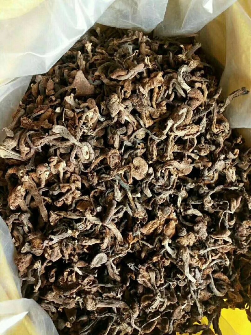 购销黑龙江产各种野生蘑菇及各种山产品有山就有合作机会