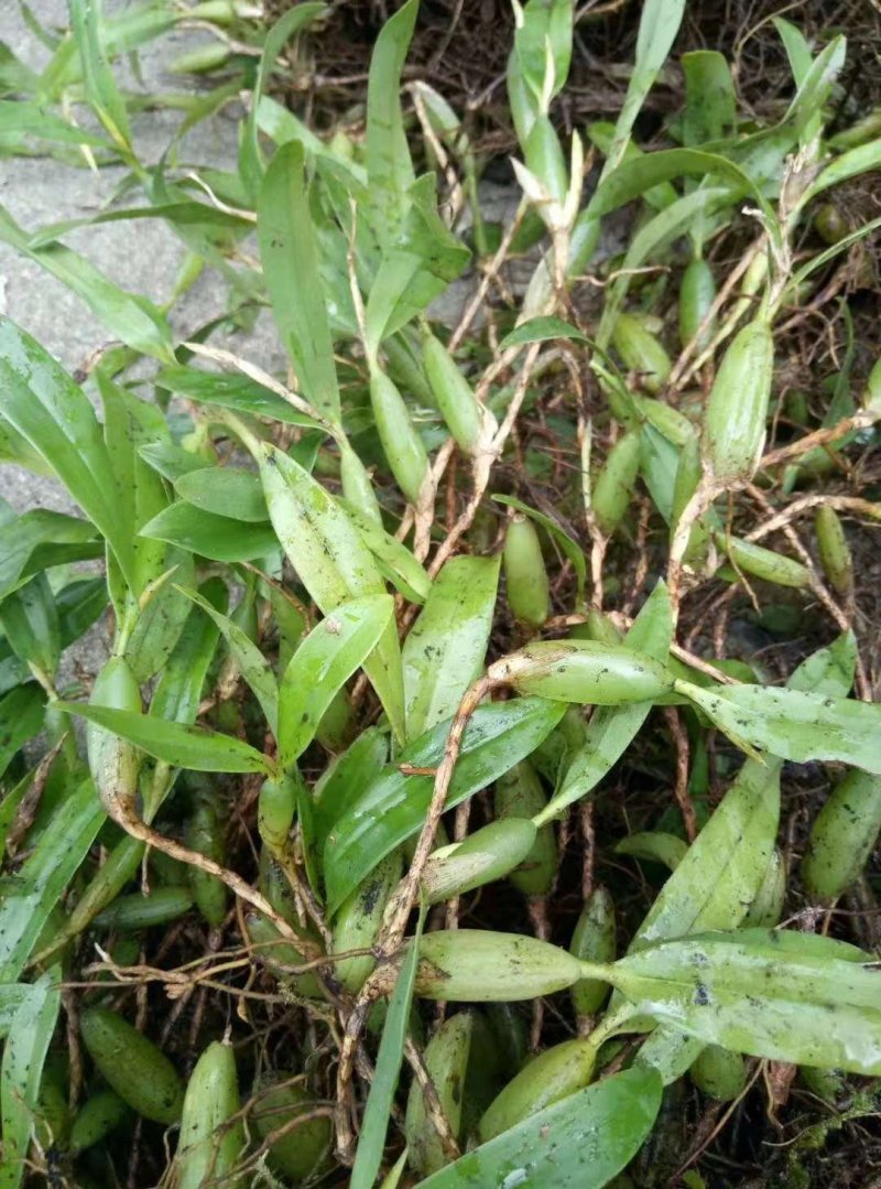 双叶中果石橄榄（野生石橄榄）广东石橄榄
