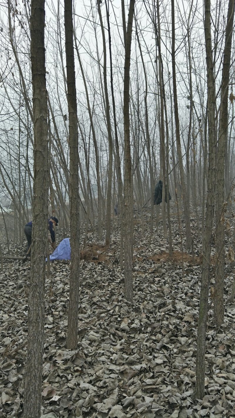 泡桐，大叶女贞，红叶杨
