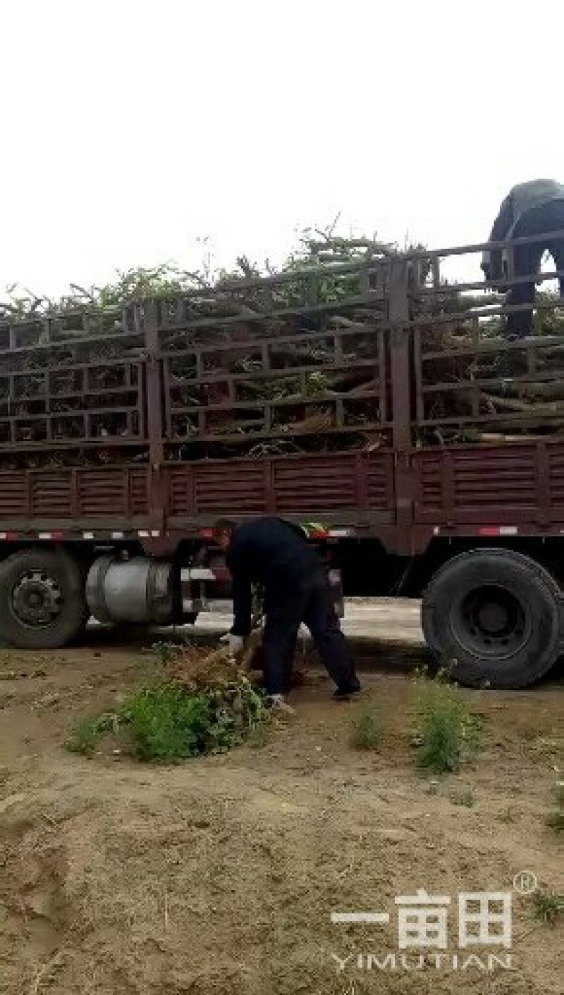 白蜡树，山东聊城冠县绿化树，占地果树，可视频看货