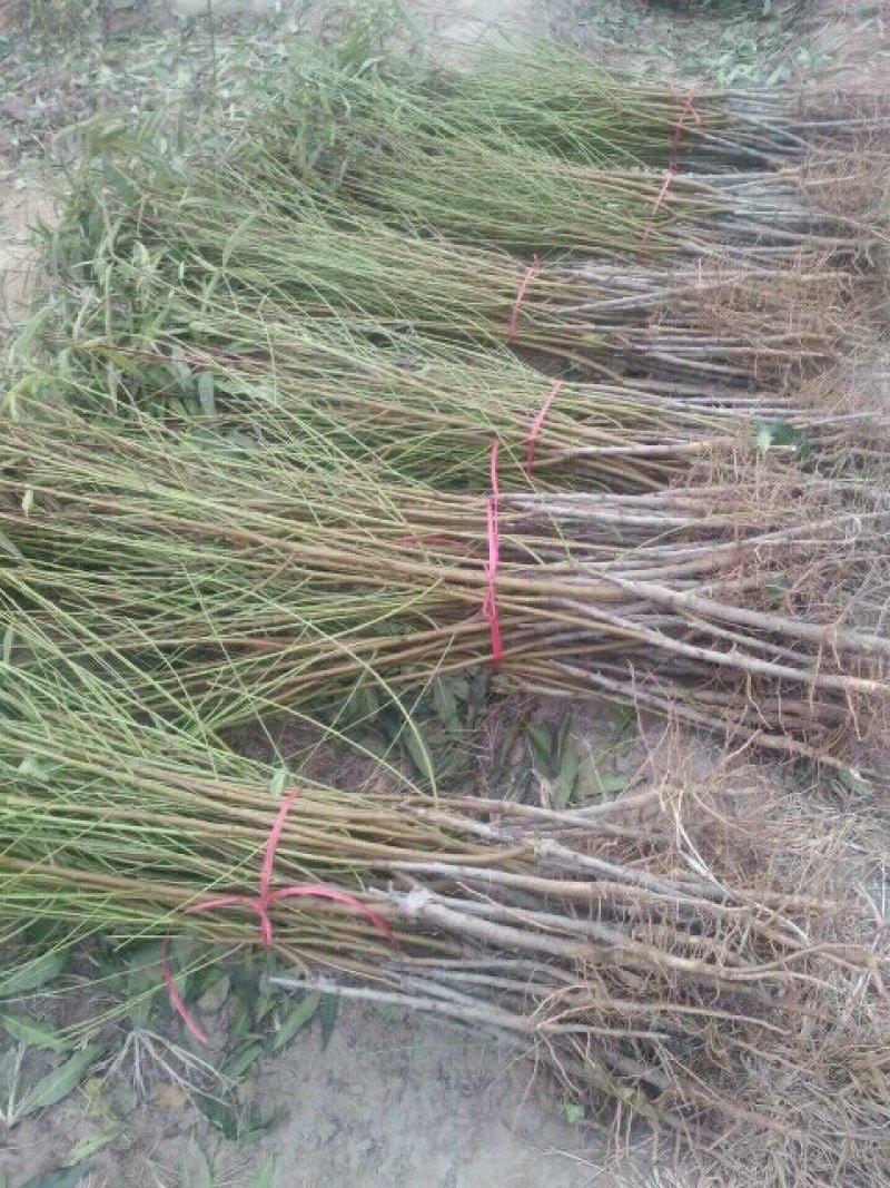 白蜡树，山东聊城冠县绿化树，占地果树，可视频看货