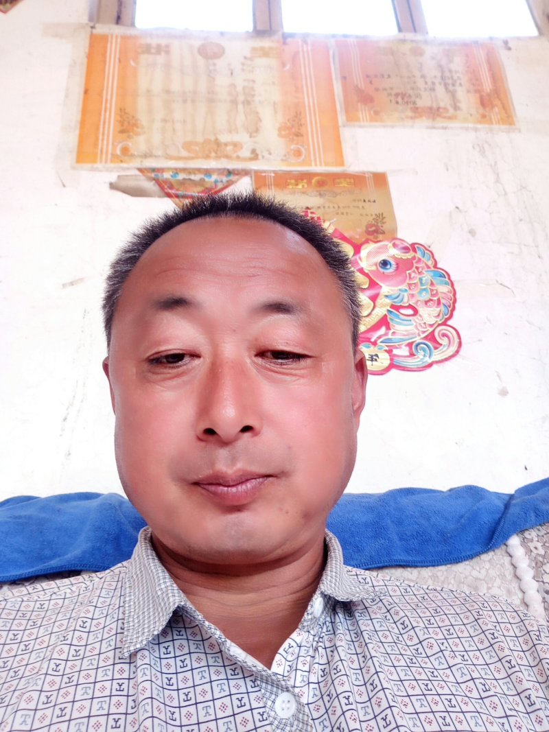 白蜡树，山东聊城冠县绿化树，占地果树，可视频看货