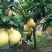 柚子树苗三红蜜柚苗正品嫁接苗