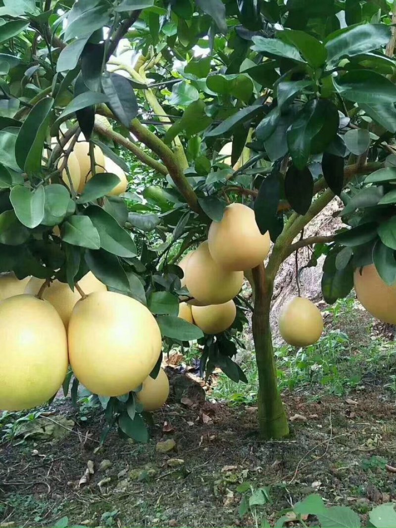 柚子树苗三红蜜柚苗正品嫁接苗