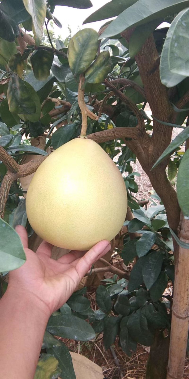 柚子树苗三红蜜柚苗正品嫁接苗
