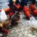 散养柴公鸡🐔