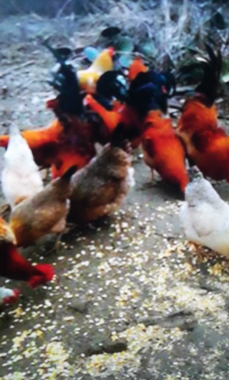 散养柴公鸡🐔