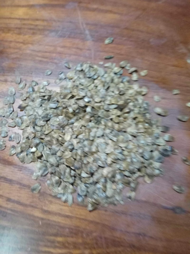 油茶籽