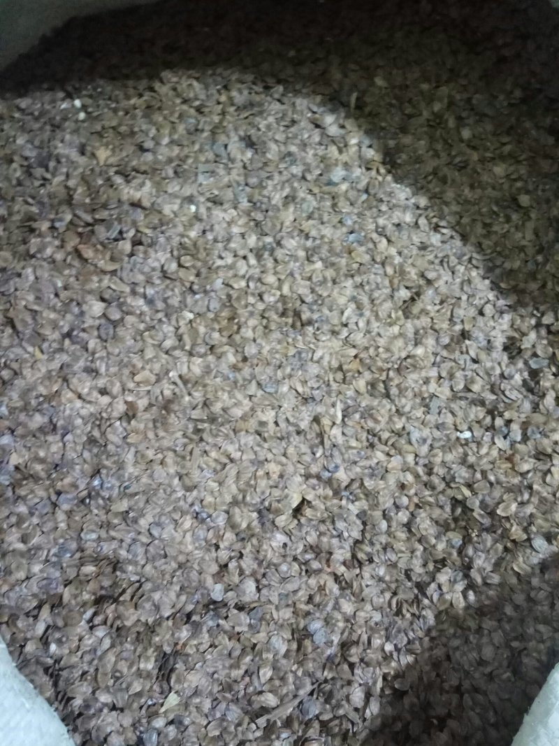油茶籽