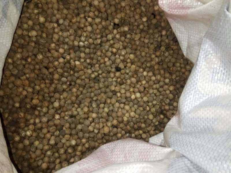 油茶籽